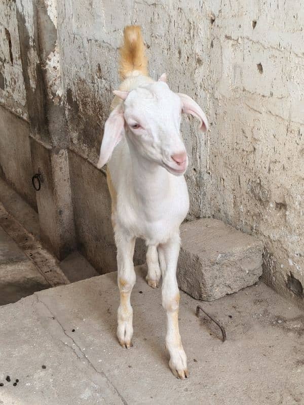 teddi Bakra Bakri pure teddy 6