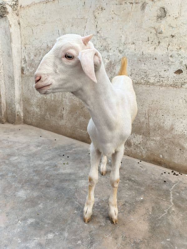 teddi Bakra Bakri pure teddy 7