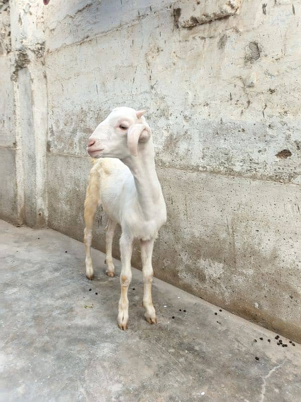 teddi Bakra Bakri pure teddy 8
