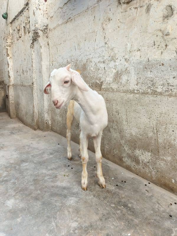 teddi Bakra Bakri pure teddy 9