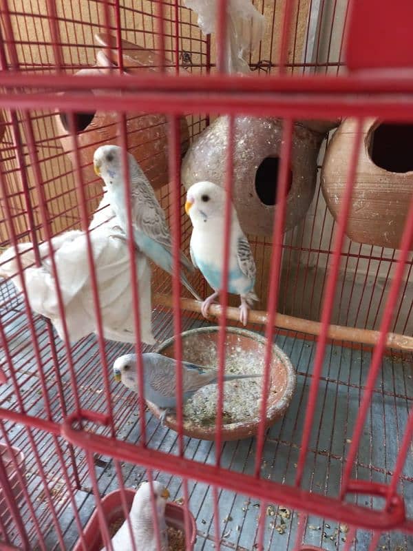 Parrots for sale with babies and eggs 0