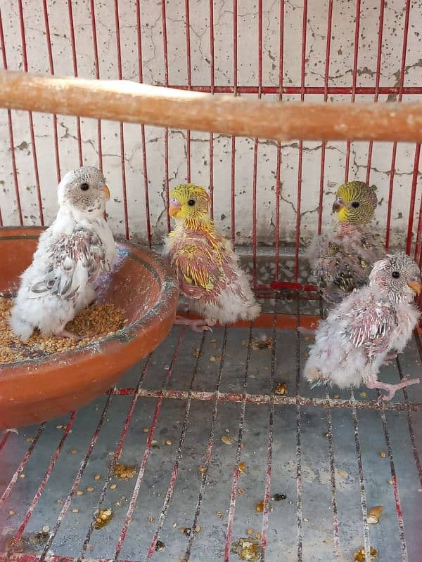 Parrots for sale with babies and eggs 1