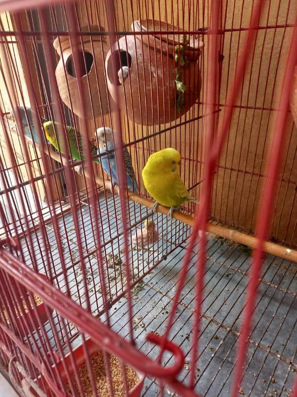 Parrots for sale with babies and eggs 2