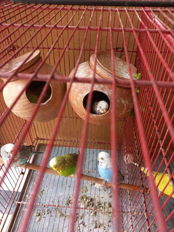 Parrots for sale with babies and eggs 3
