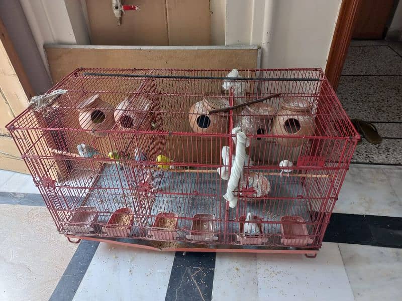 Parrots for sale with babies and eggs 4