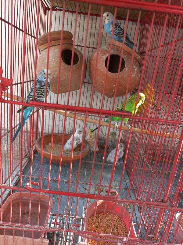 Parrots for sale with babies and eggs 5