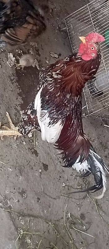 aseel murga urgent sale bengum aseel 4