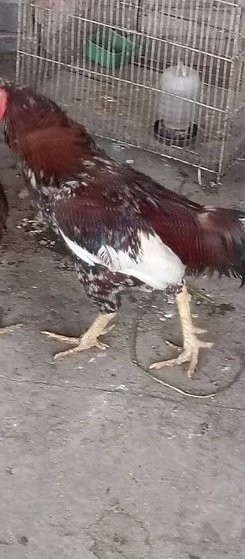 aseel murga urgent sale bengum aseel 5