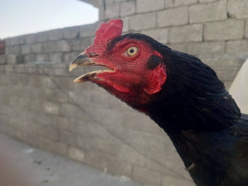 lasani pair 2 hens 0
