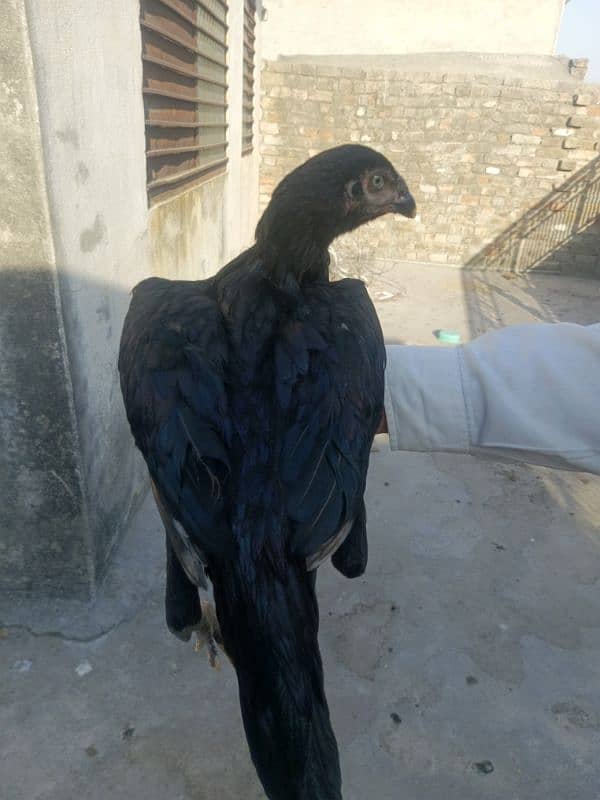 lasani pair 2 hens 1