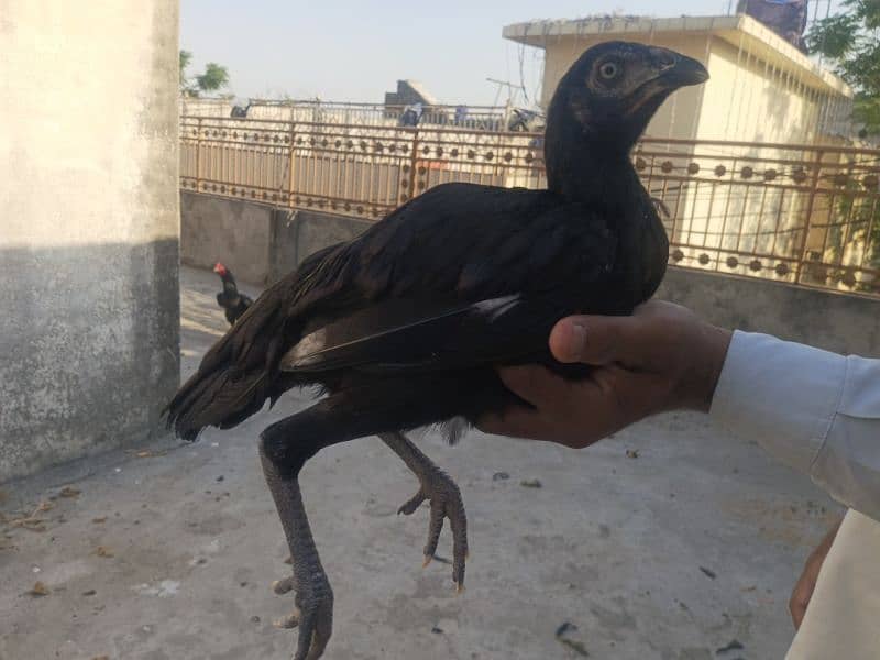 lasani pair 2 hens 2