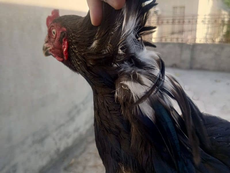 lasani pair 2 hens 6