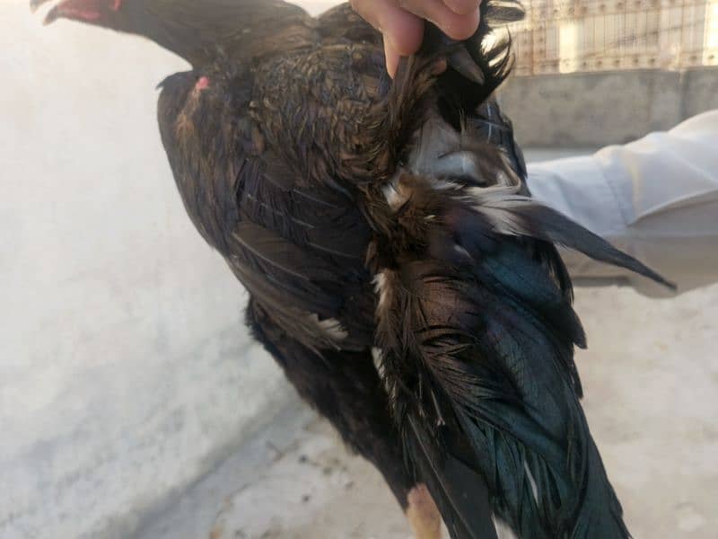 lasani pair 2 hens 7