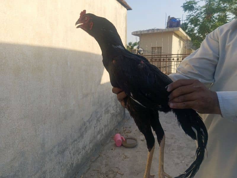 lasani pair 2 hens 8