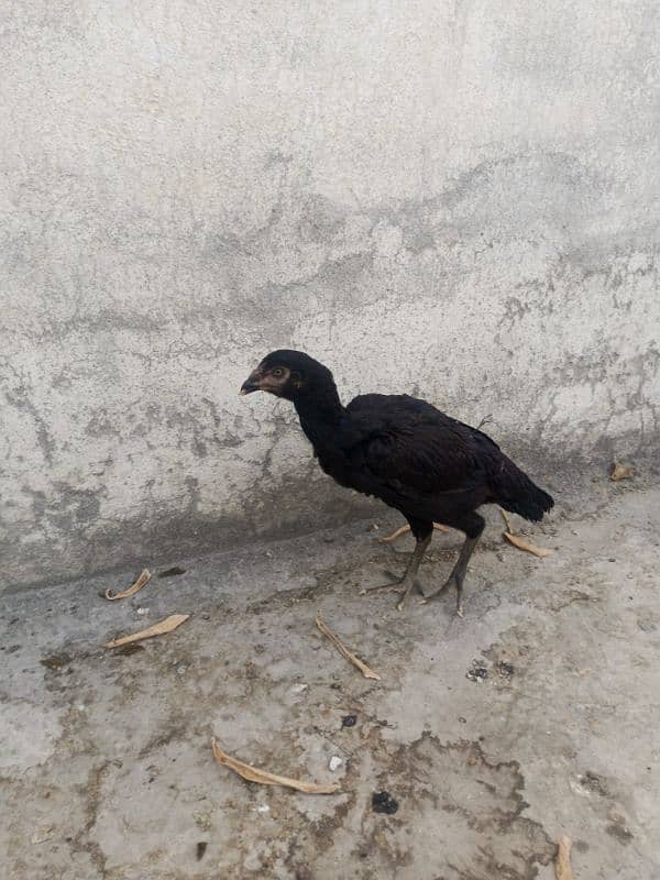 lasani pair 2 hens 9