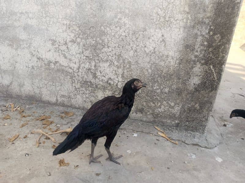 lasani pair 2 hens 12