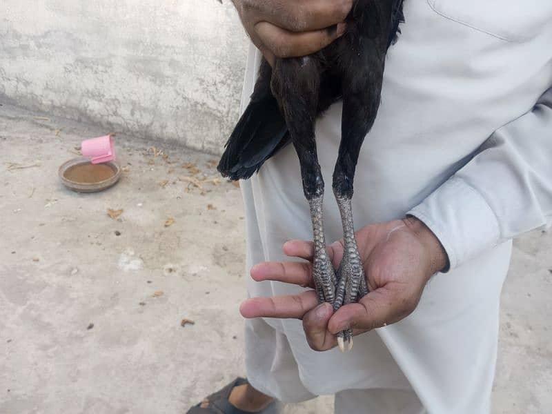 lasani pair 2 hens 15