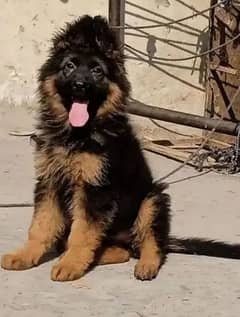 German