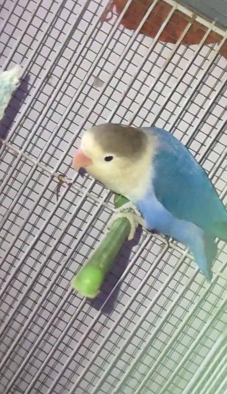 love birds and bajri 2