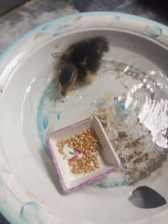 duck chick