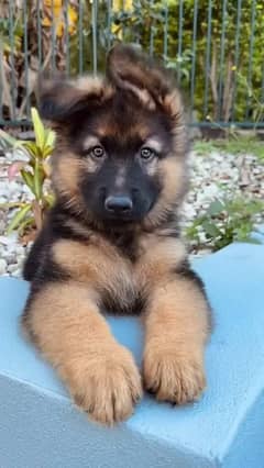 German