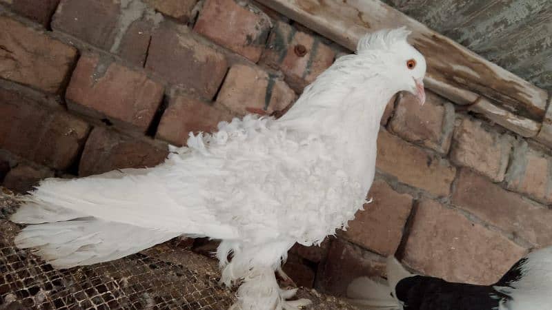 active healthy frile Male breeder 0