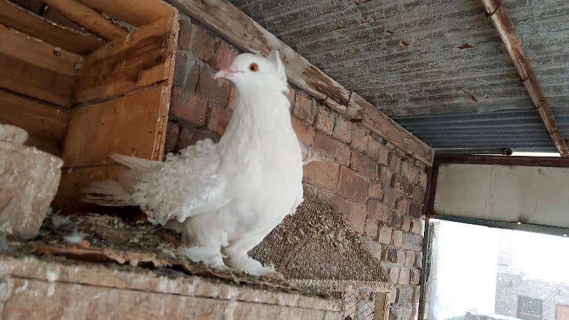 active healthy frile Male breeder 1