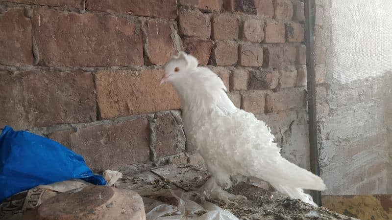 active healthy frile Male breeder 3