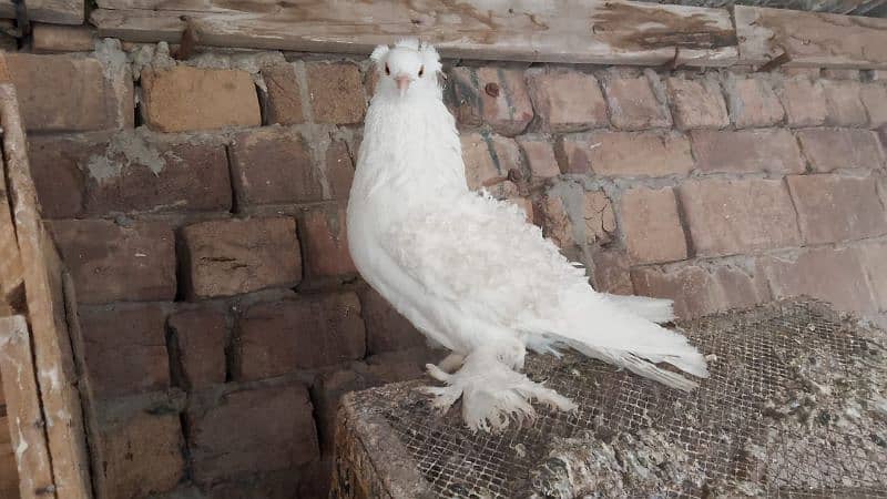 active healthy frile Male breeder 4