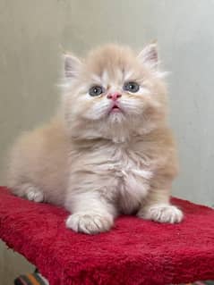kittens