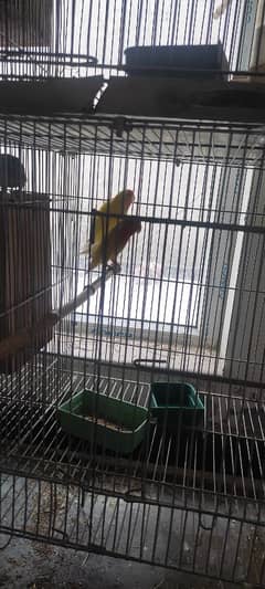 Love birds ( breeding pairs for sale)