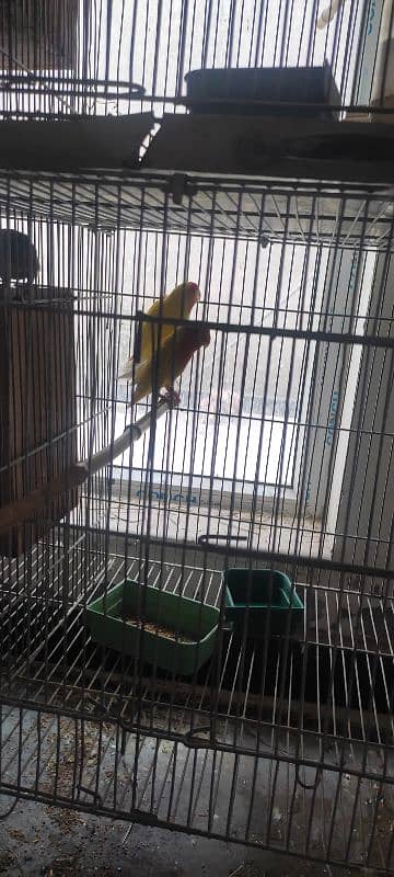 Love birds ( breeding pairs for sale) 0