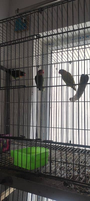 Love birds ( breeding pairs for sale) 2