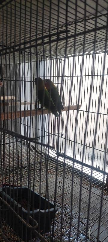 Love birds ( breeding pairs for sale) 3