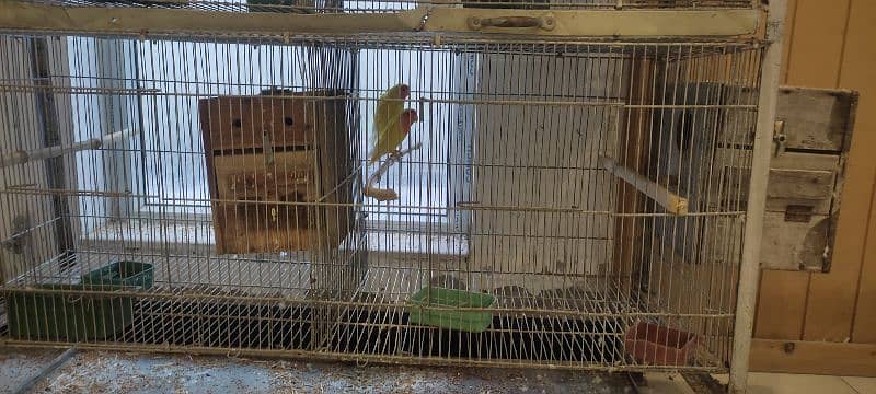 Love birds ( breeding pairs for sale) 4