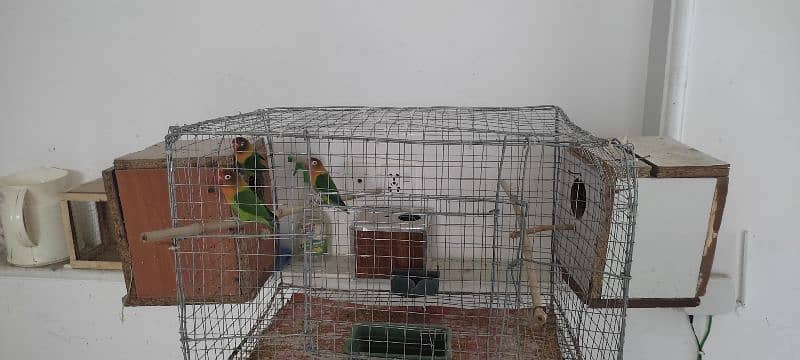 Love birds ( breeding pairs for sale) 5