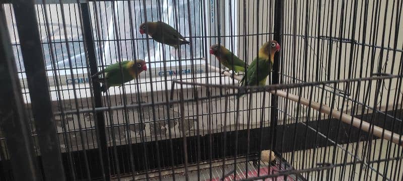 Love birds ( breeding pairs for sale) 6