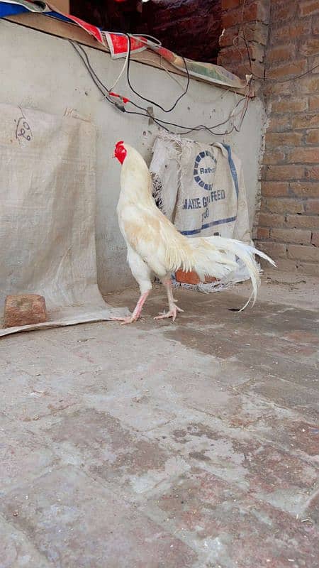 boska murga. for. sale actice amd healthy a. 0