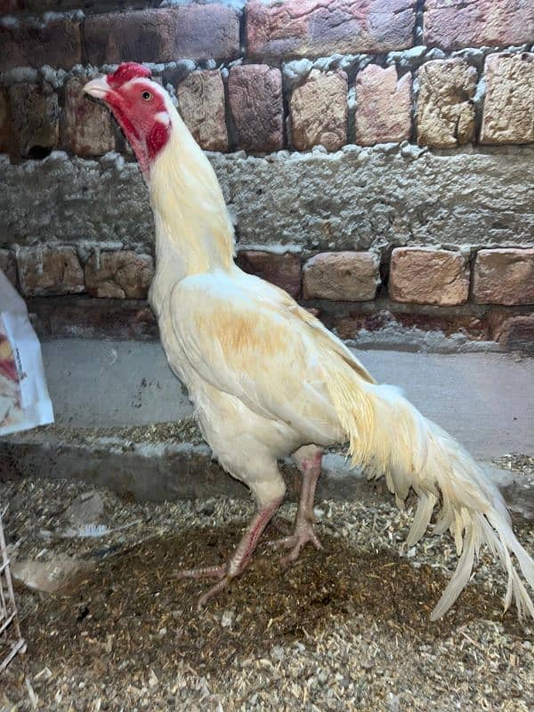 boska murga. for. sale actice amd healthy a. 1