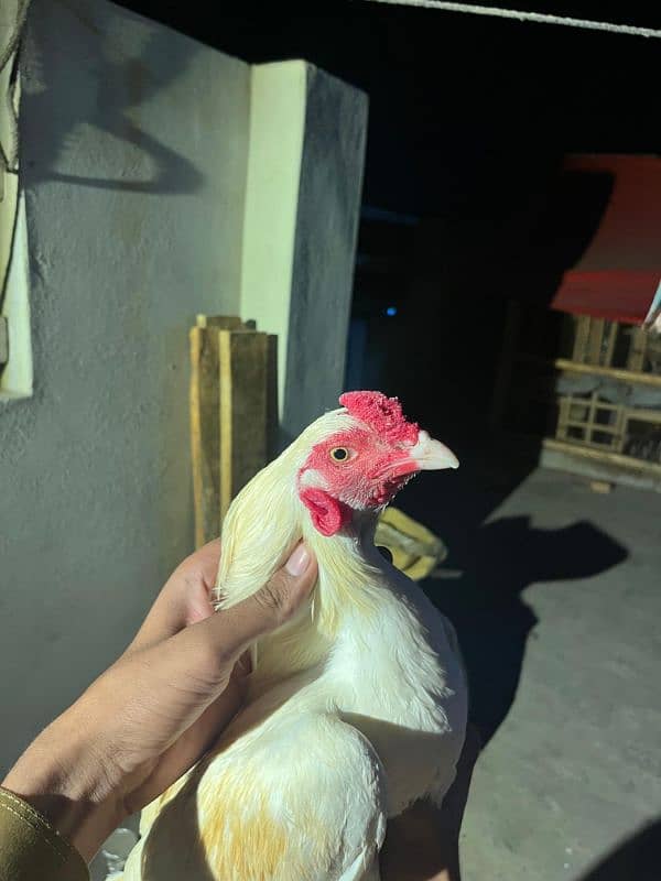 boska murga. for. sale actice amd healthy a. 2