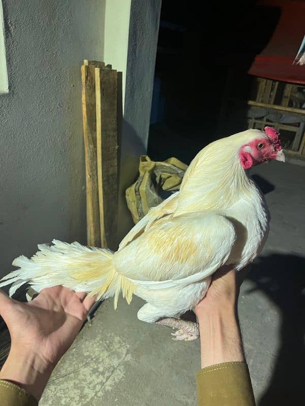 boska murga. for. sale actice amd healthy a. 4