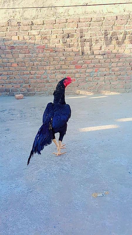 Aseel murga and crook murgi with two chick and one lemon brown murgi 0