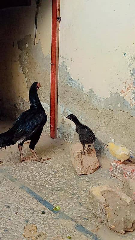 Aseel murga and crook murgi with two chick and one lemon brown murgi 3