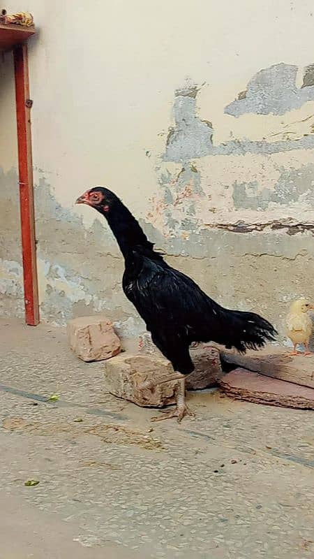 Aseel murga and crook murgi with two chick and one lemon brown murgi 4