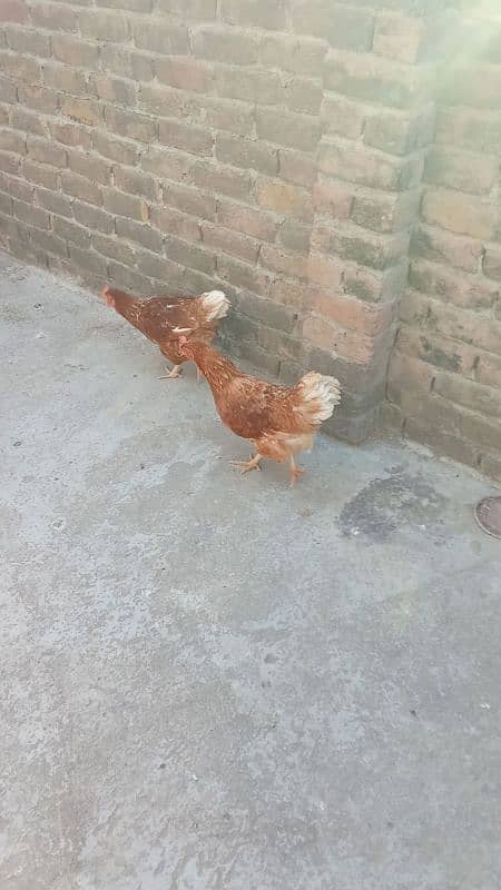Aseel murga and crook murgi with two chick and one lemon brown murgi 5