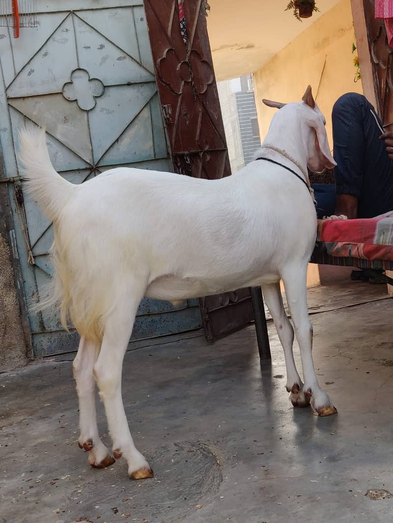 Sale bakre 4
