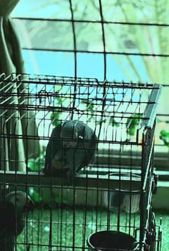 African grey Congo male 03240045535