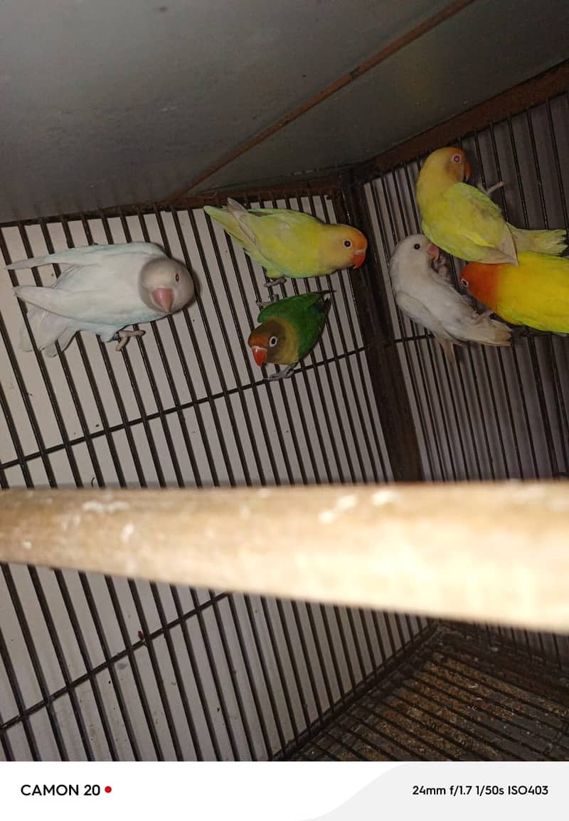 Breeder Pairs 1