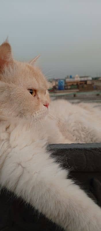 Persian Cat For Sale 0