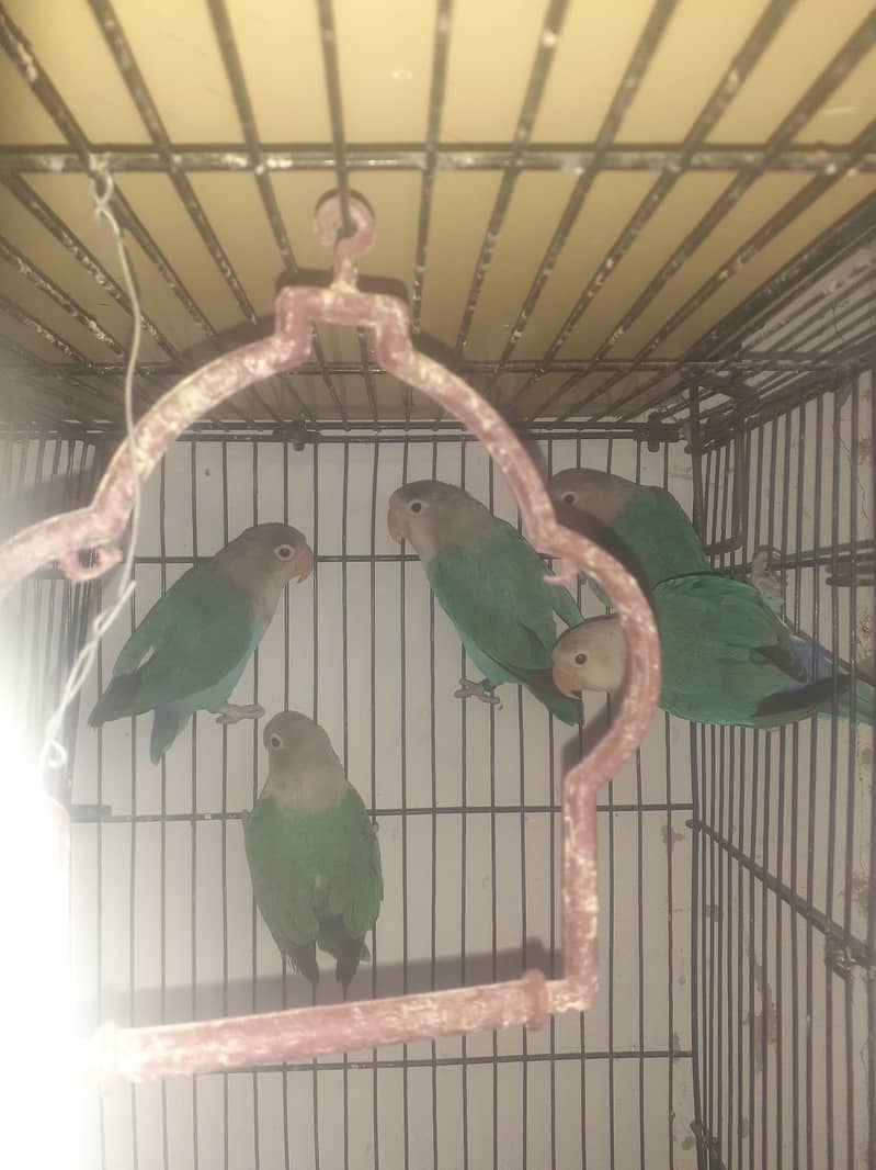 Love birds for sale argent 0